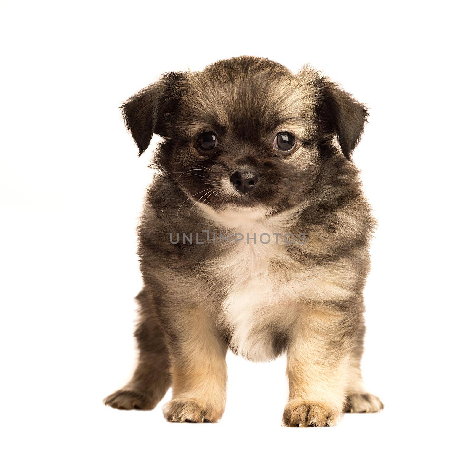 Cute little chihuahua puppy isolated in white background front view by LeoniekvanderVliet