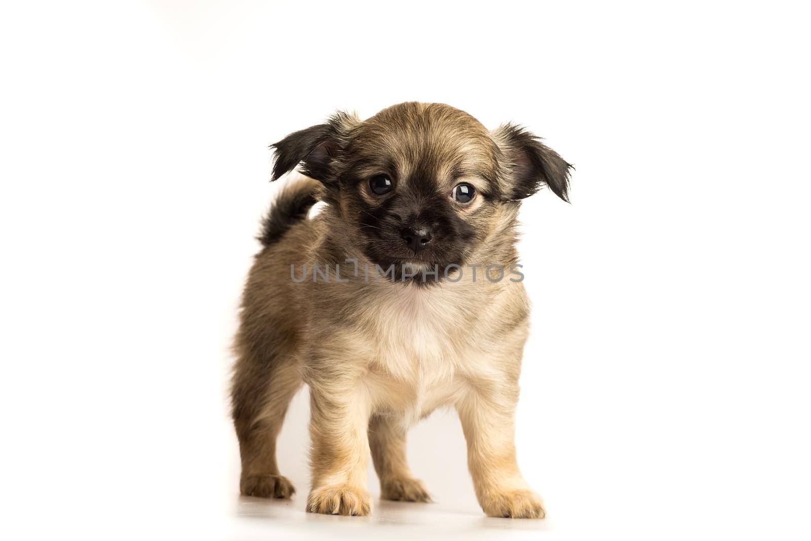 Cute little chihuahua puppy isolated in white background front view