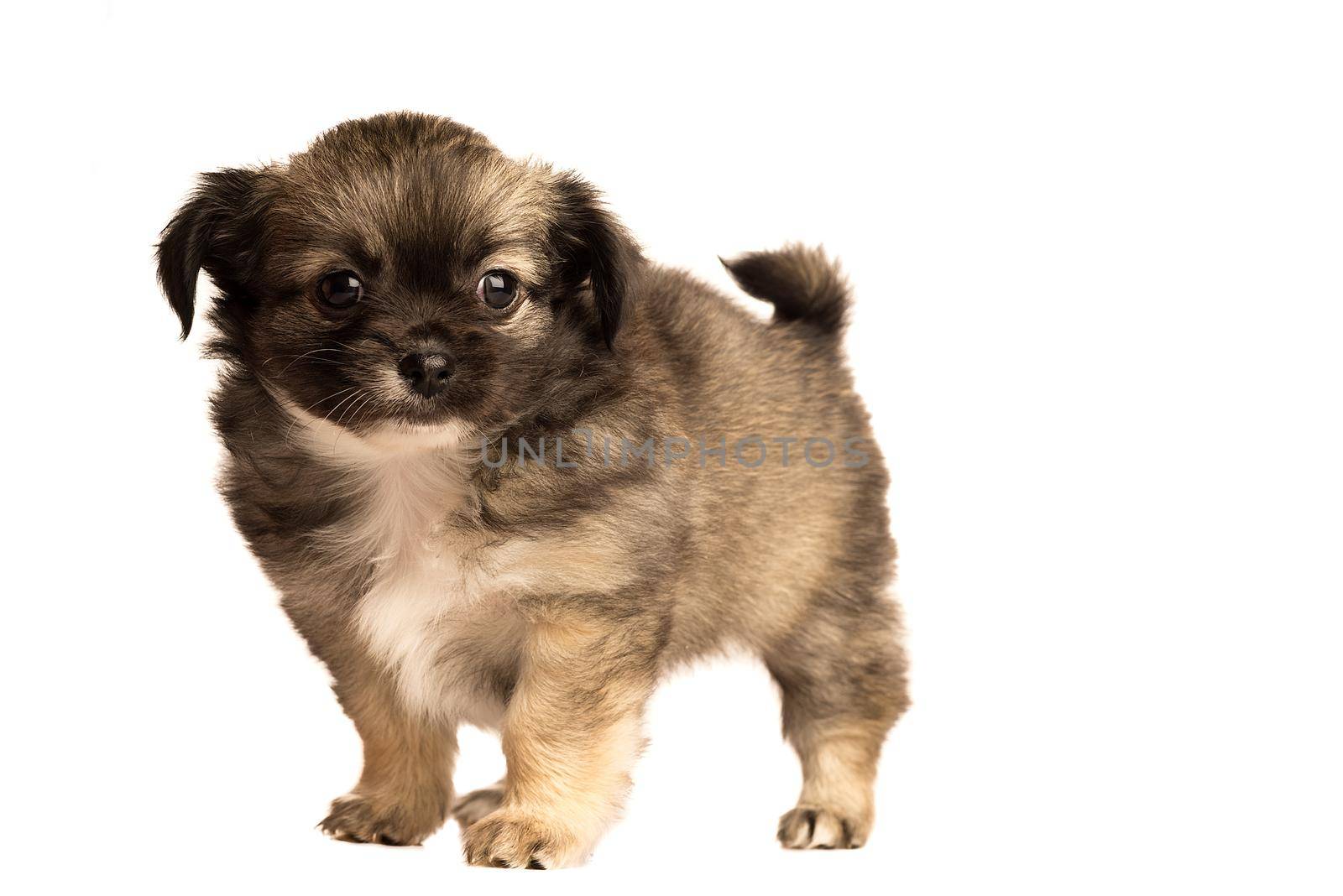 Cute little chihuahua puppy isolated in white background side view by LeoniekvanderVliet