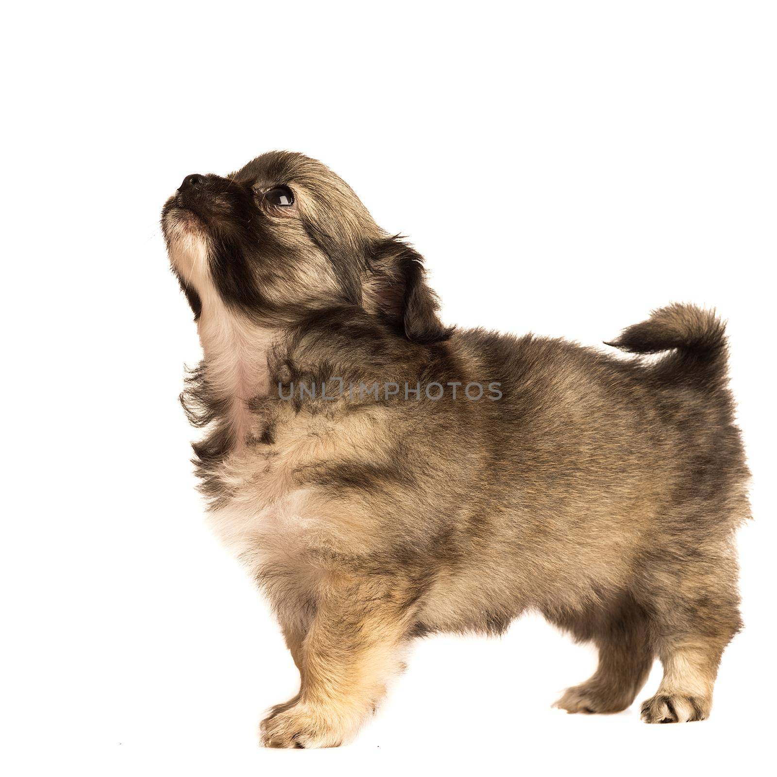 Cute little chihuahua puppy isolated in white background side view by LeoniekvanderVliet