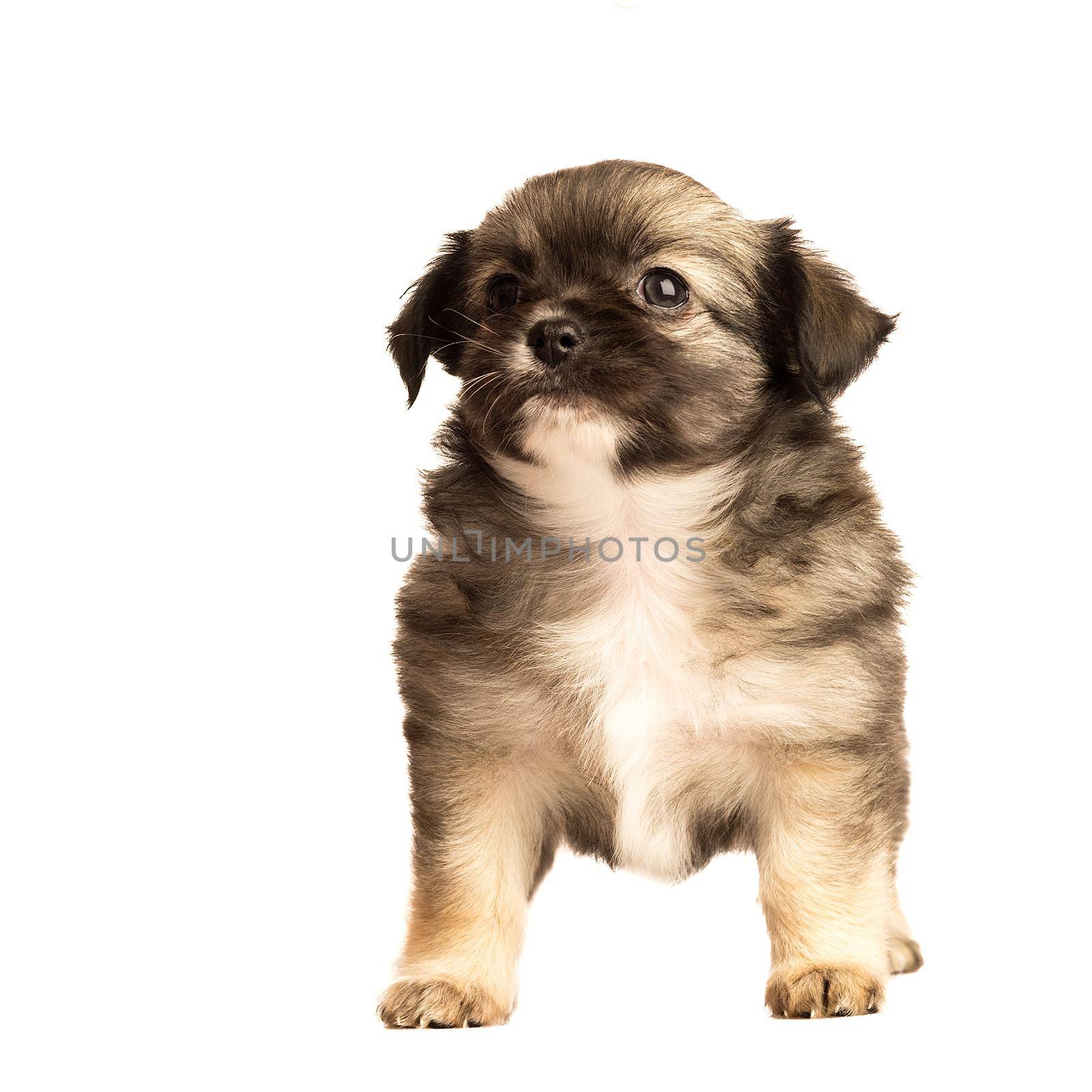 Cute little chihuahua puppy isolated in white background front view