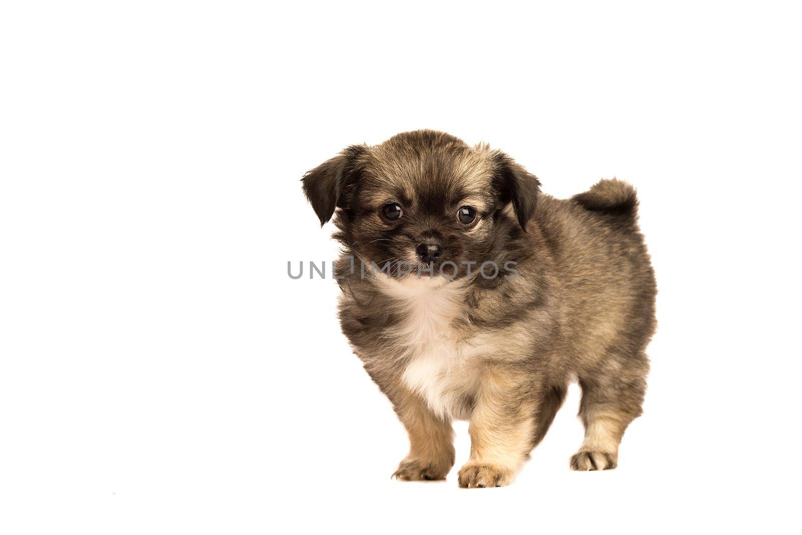 Cute little chihuahua puppy isolated in white background side view by LeoniekvanderVliet