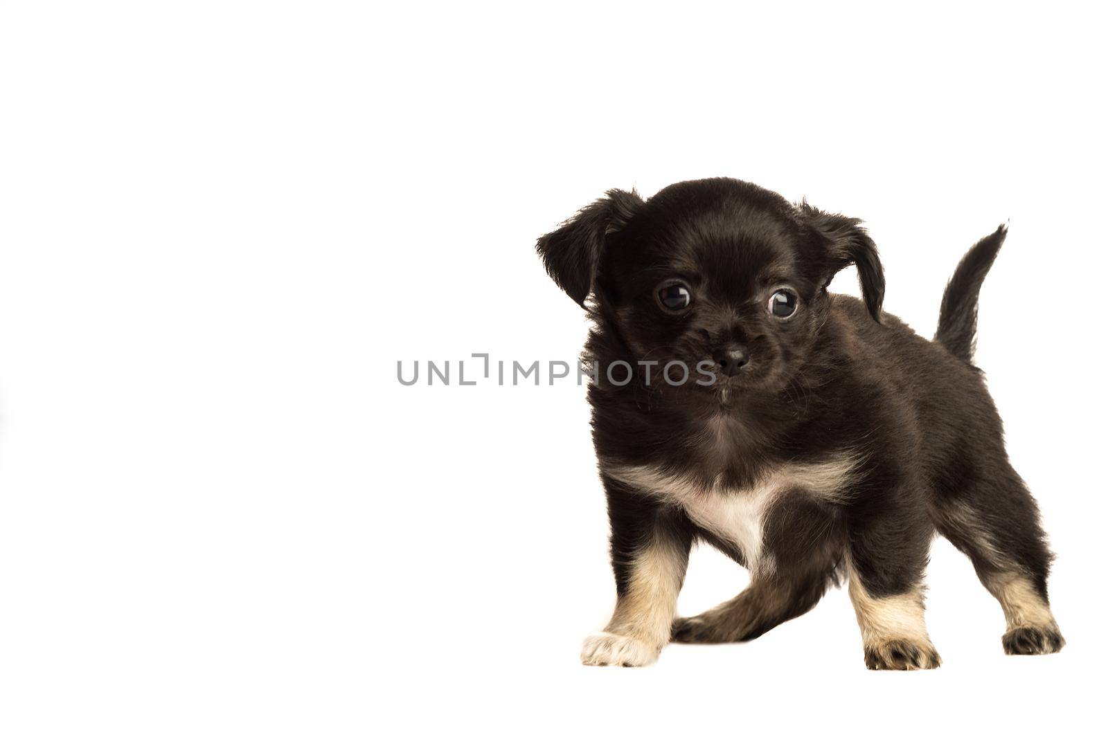 Cute little chihuahua puppy isolated in white background side view by LeoniekvanderVliet