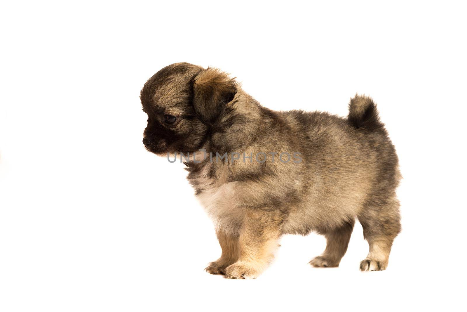 Cute little chihuahua puppy isolated in white background side view by LeoniekvanderVliet