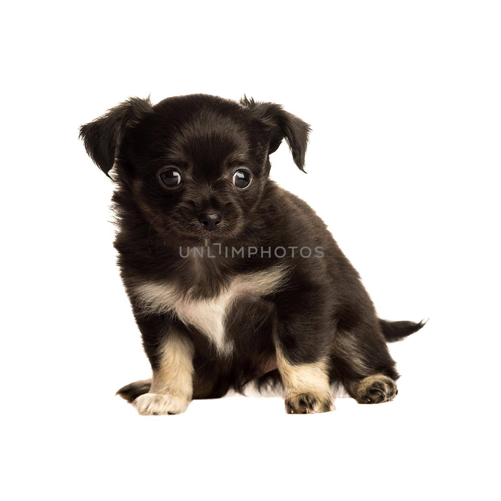 Cute little chihuahua puppy isolated in white background sitting by LeoniekvanderVliet