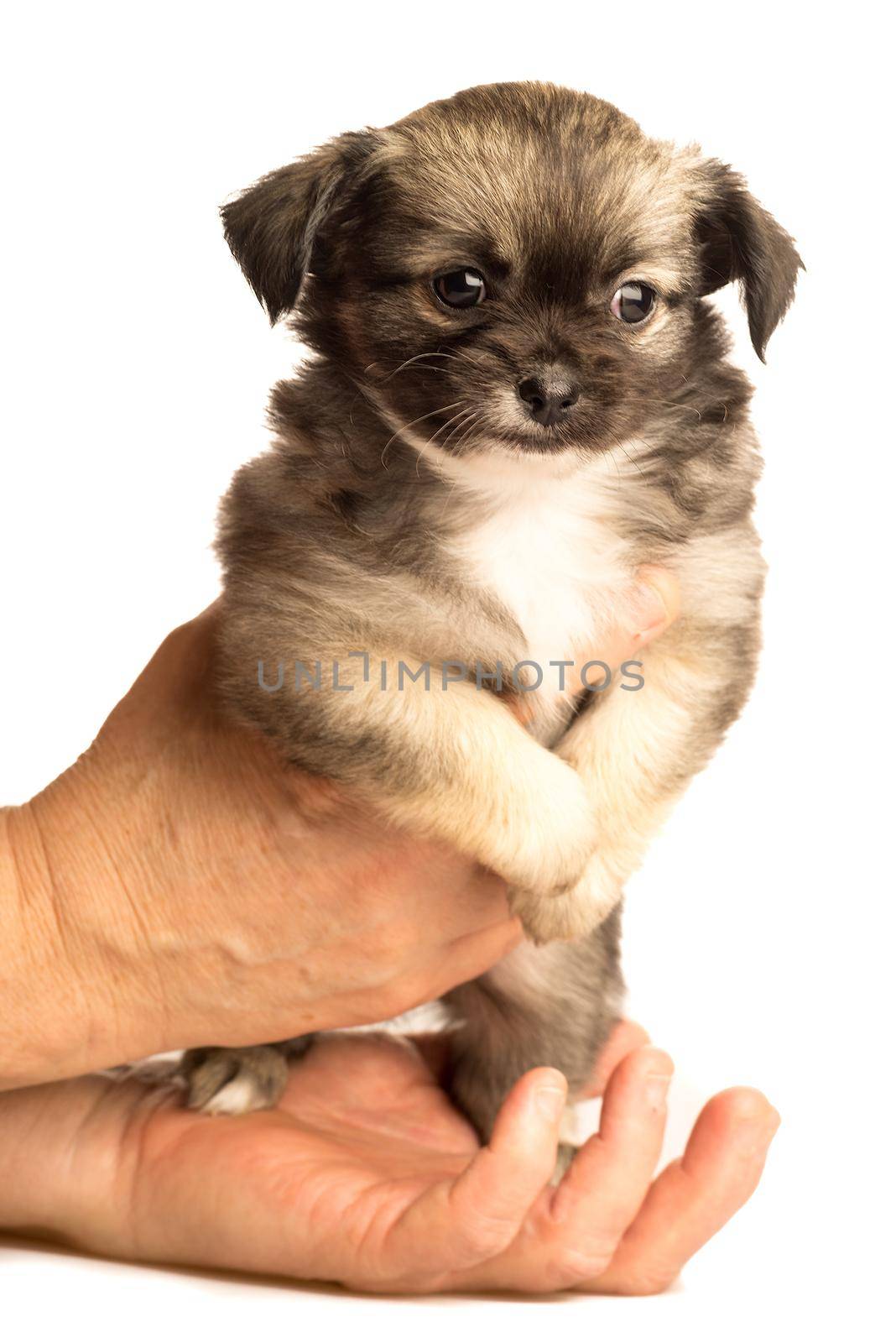 Cute little chihuahua puppy isolated in white background held in human hands by LeoniekvanderVliet