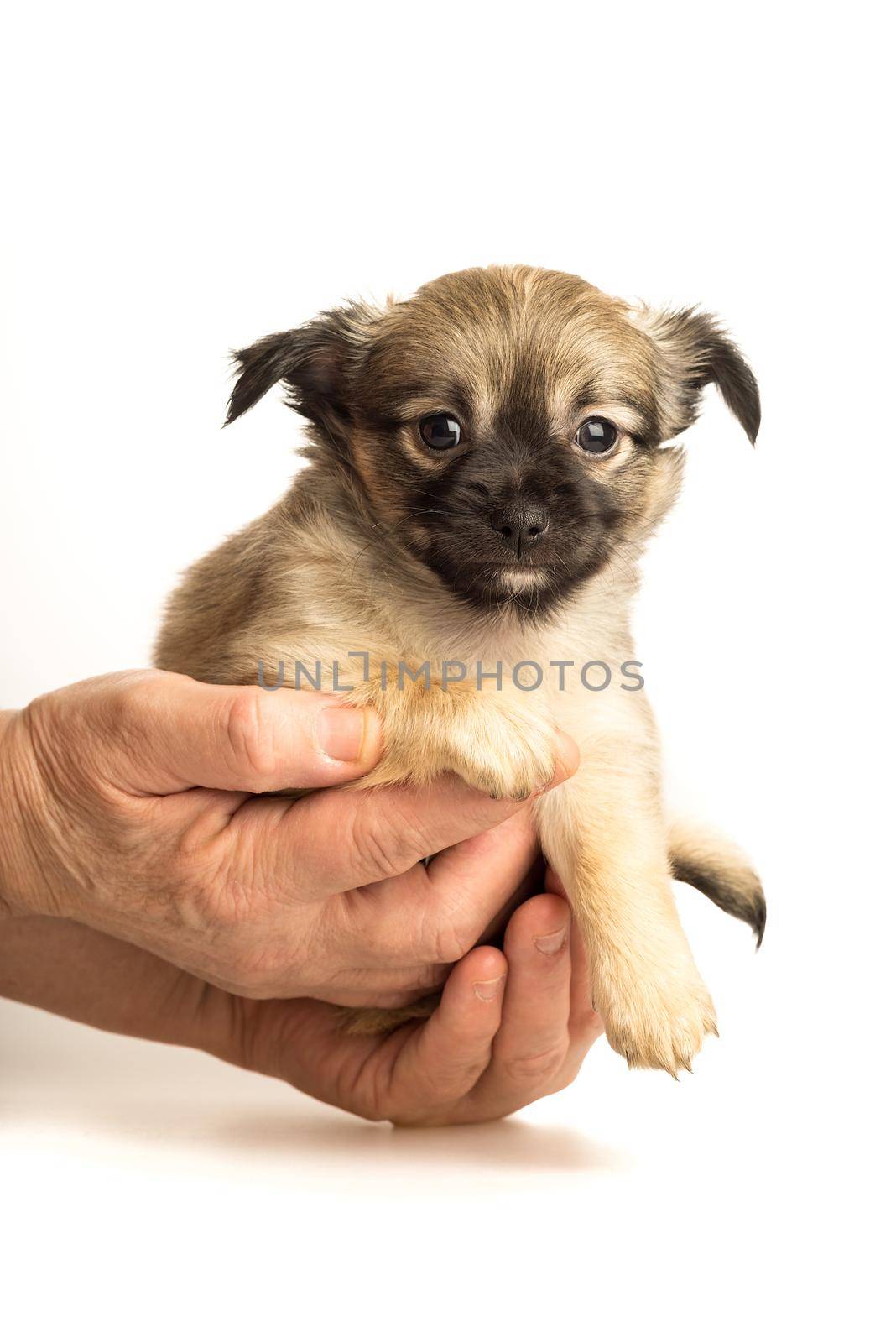 Cute little chihuahua puppy isolated in white background held in human hands by LeoniekvanderVliet