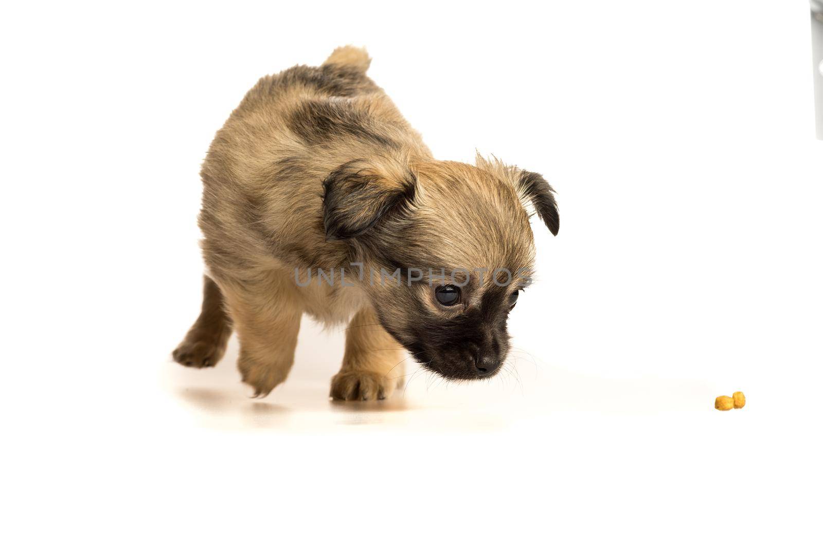 Cute little chihuahua puppy isolated in white background by LeoniekvanderVliet