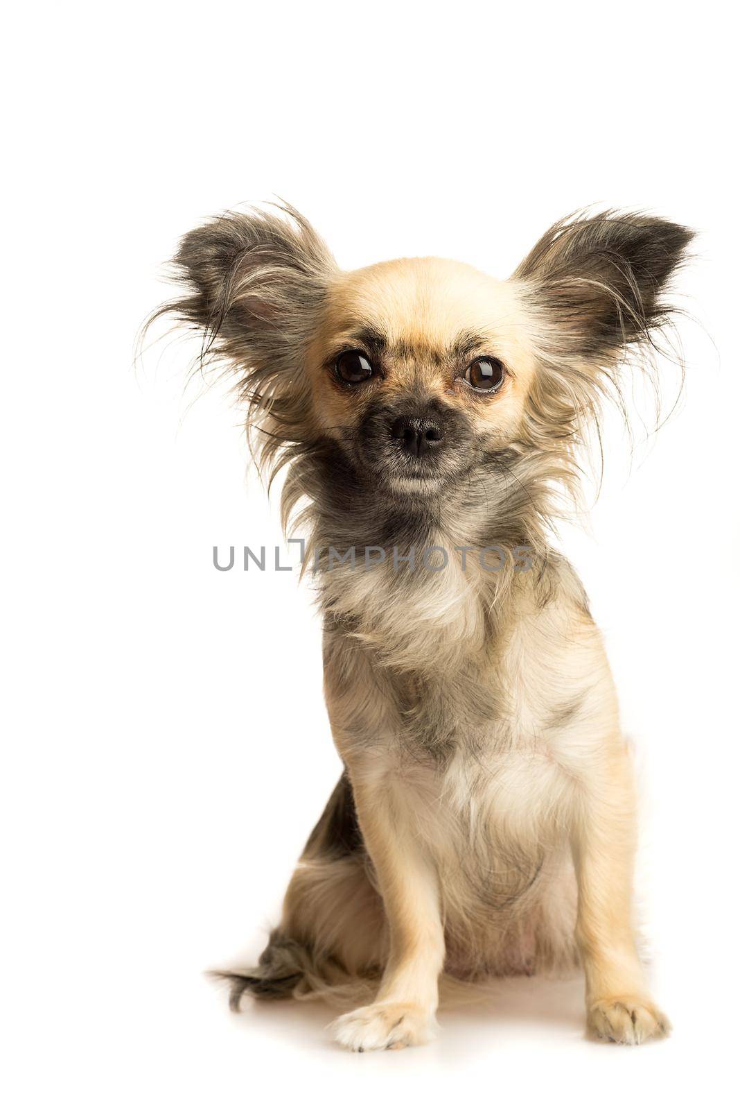 Cute little chihuahua long haired with butterfly ears isolated in white background