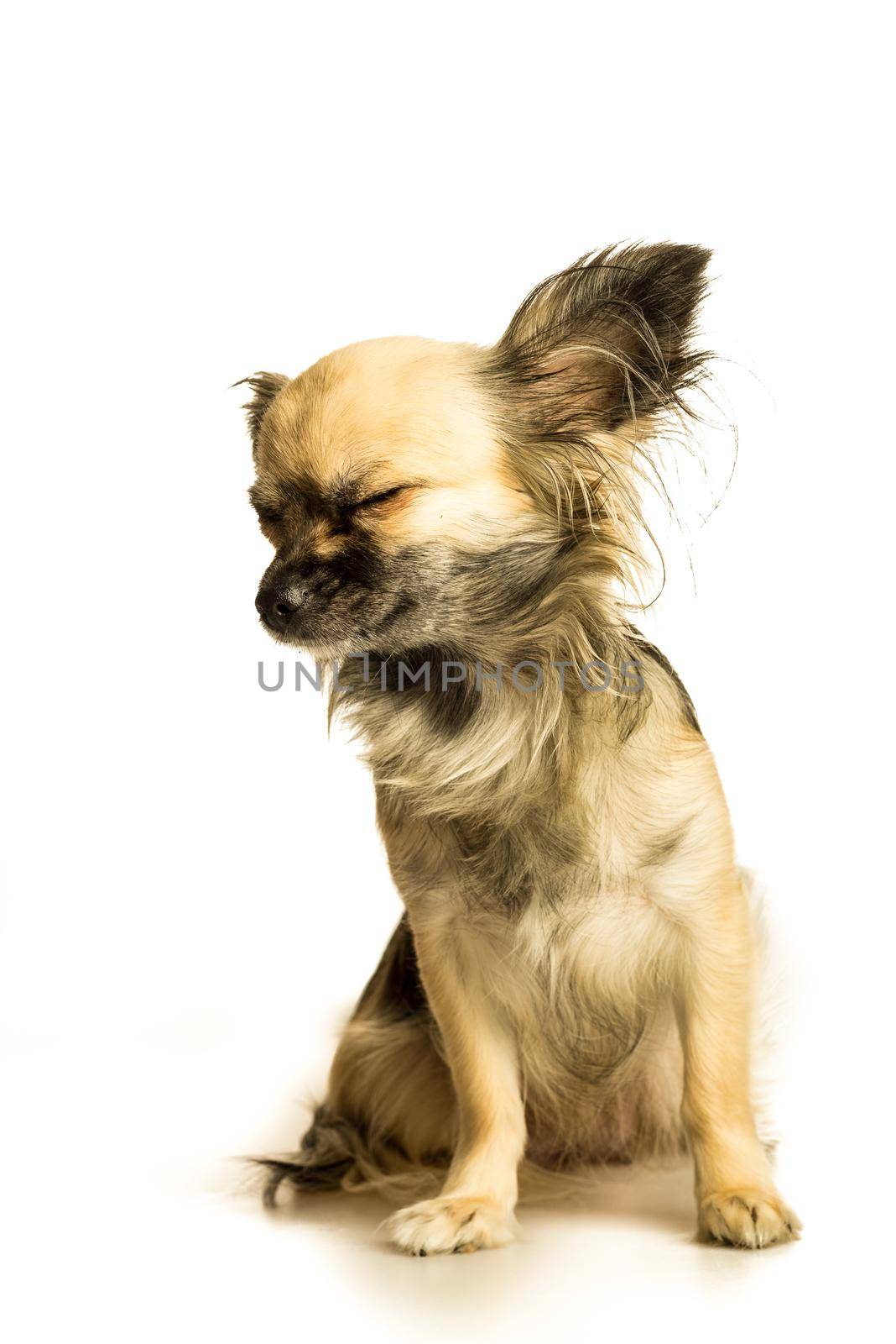 Cute little chihuahua long haired with butterfly ears isolated in white background by LeoniekvanderVliet