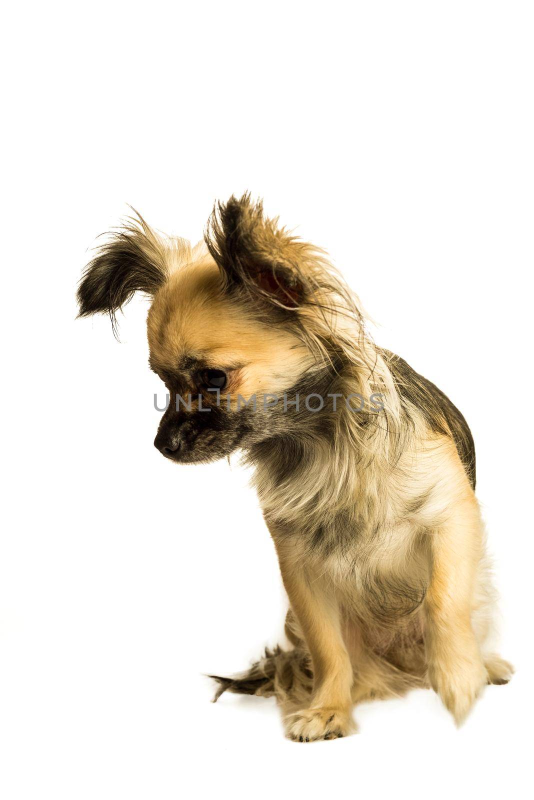 Cute little chihuahua long haired with butterfly ears isolated in white background by LeoniekvanderVliet