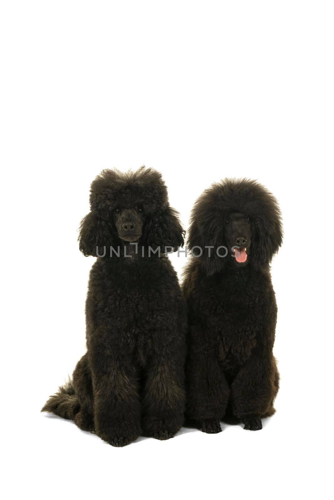 Two black king poodles isolated in white by LeoniekvanderVliet