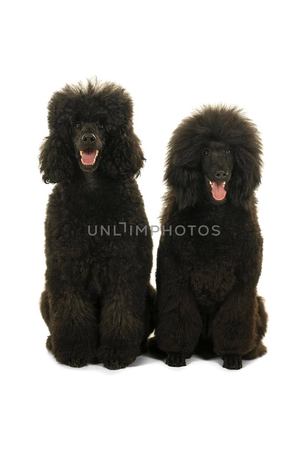 Two black king poodles isolated in white