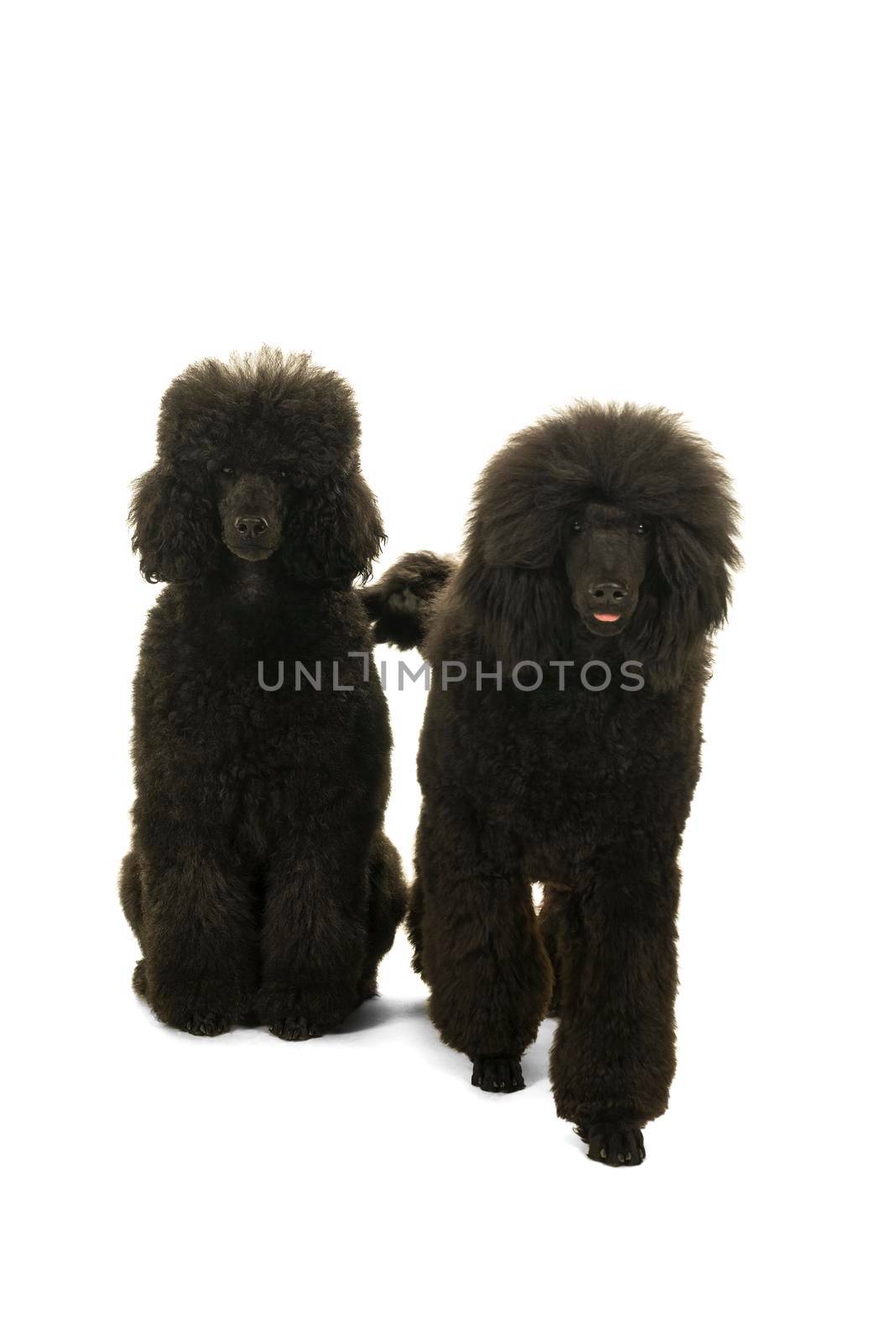 Two black king poodles isolated in white by LeoniekvanderVliet