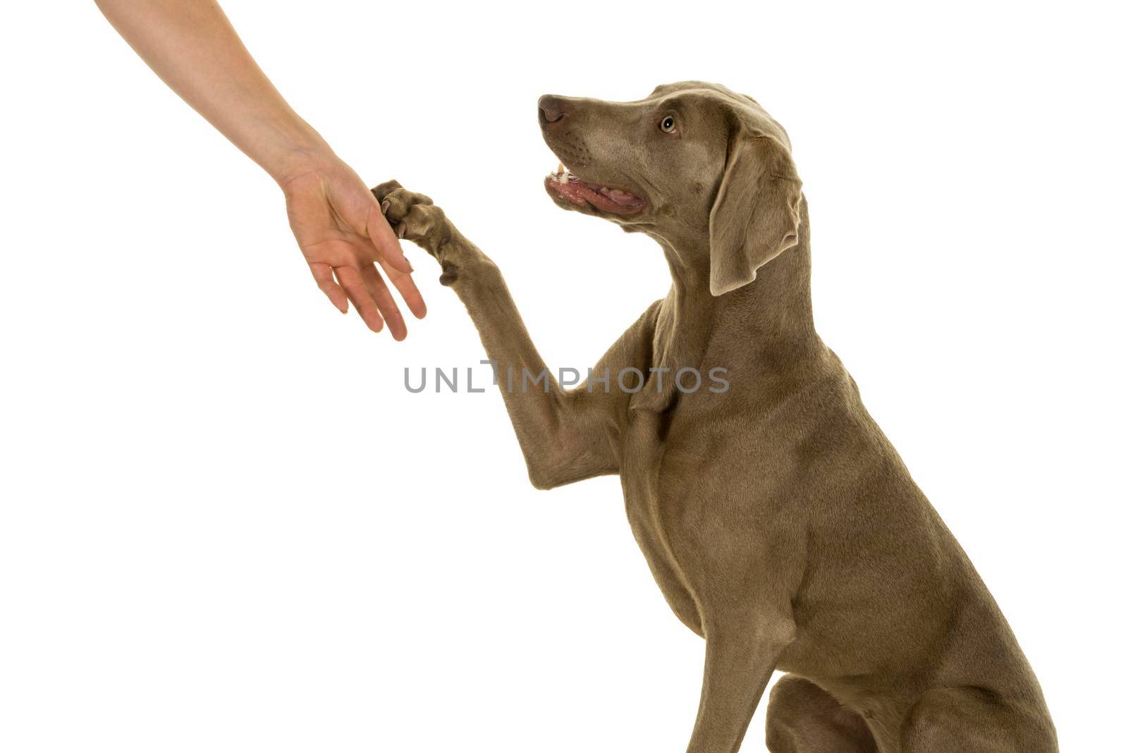 Cute young weimaraner dog female giving her owner a paw isolated in white by LeoniekvanderVliet