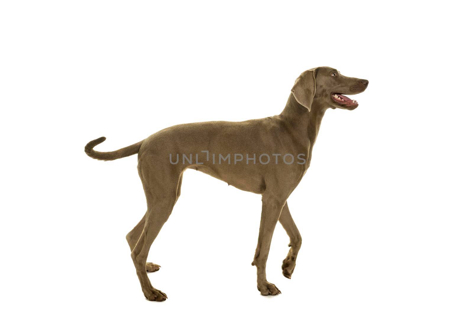 Young female weimaraner dog standing sideways full body isolated in white by LeoniekvanderVliet