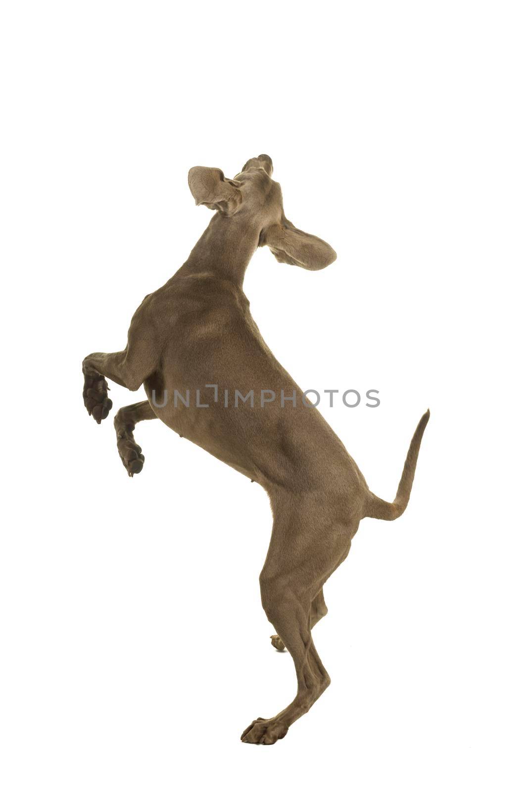 Young female weimaraner dog jumping sideways facing away from the camera full body isolated in white