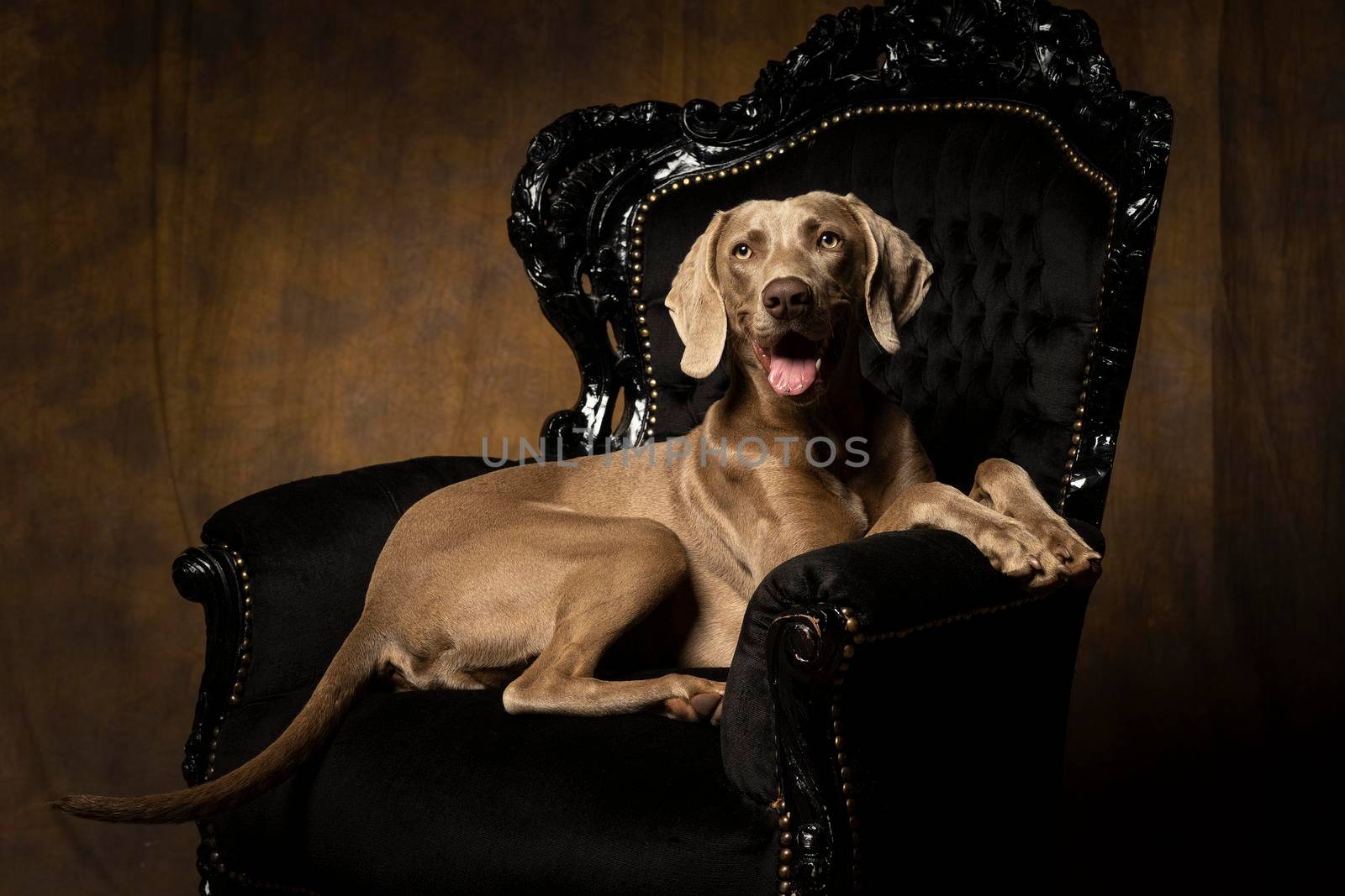 Young female weimaraner dog sitting in a baroque chair facing the camera full body by LeoniekvanderVliet