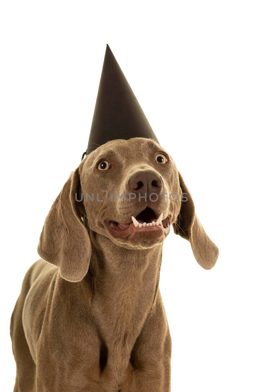 Funny cute young weimaraner dog head wearing a party hat looking at the camera isolated in white