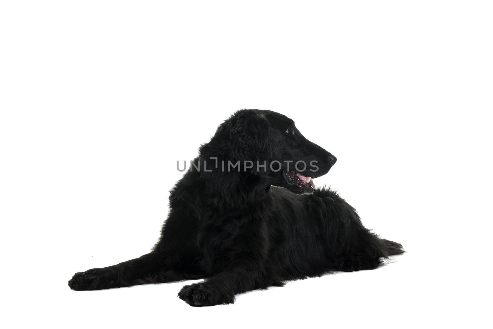 Portrait of a flat coated retriever lying down isolated on a white background