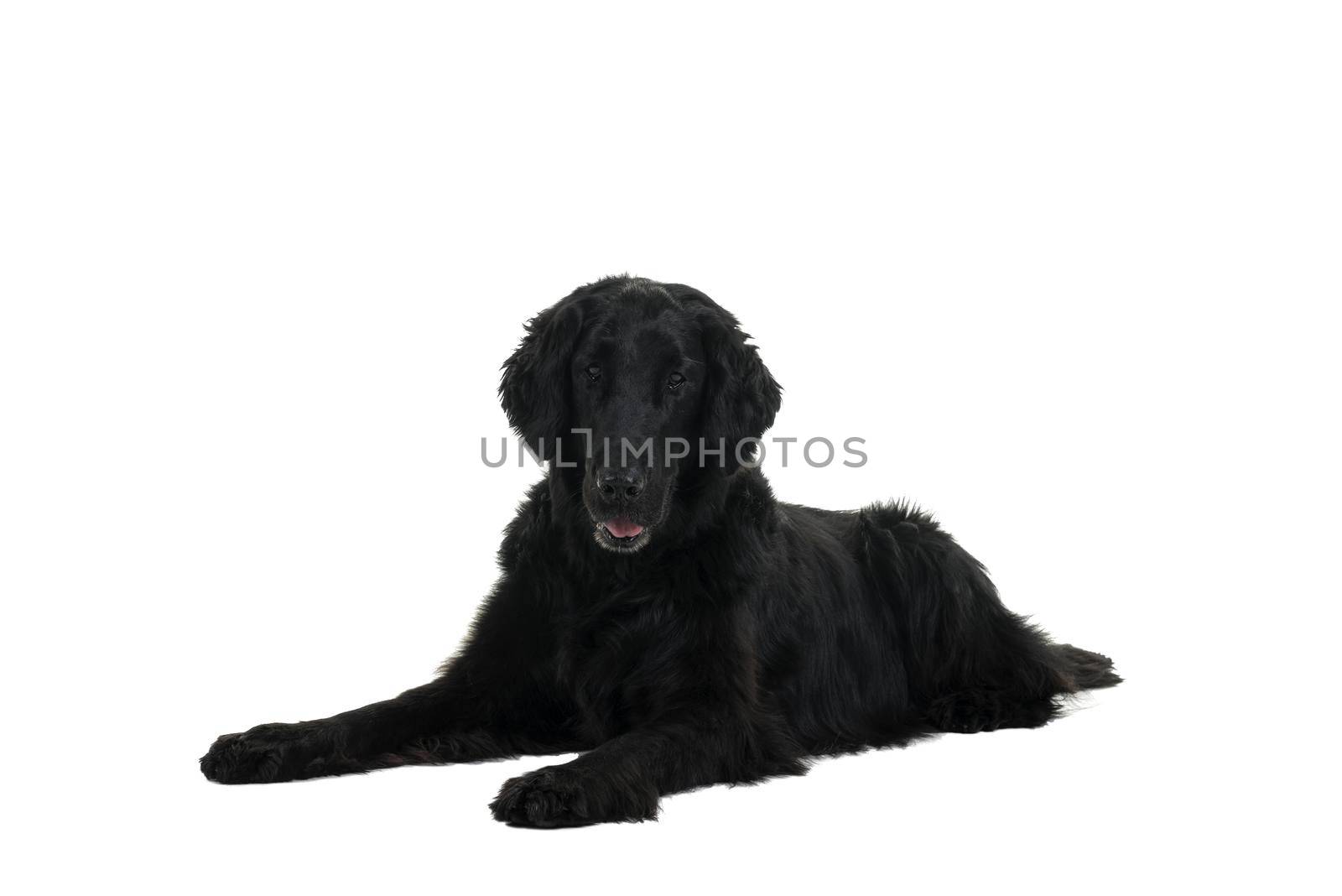 Portrait of a flat coated retriever lying down isolated on a white background