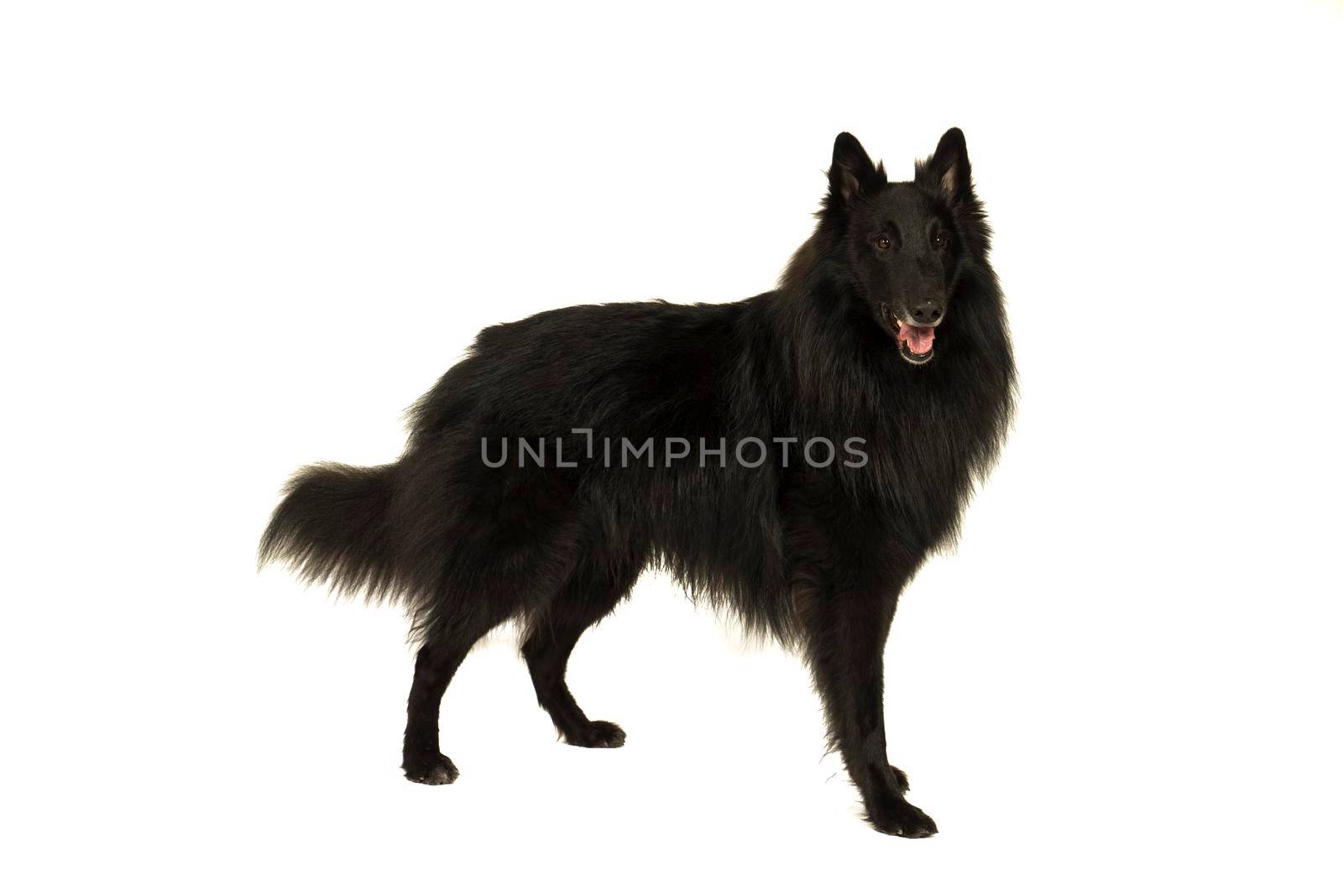 Portait of a black groenendaeler belgian shepherd dog isolated on white looking at the camera