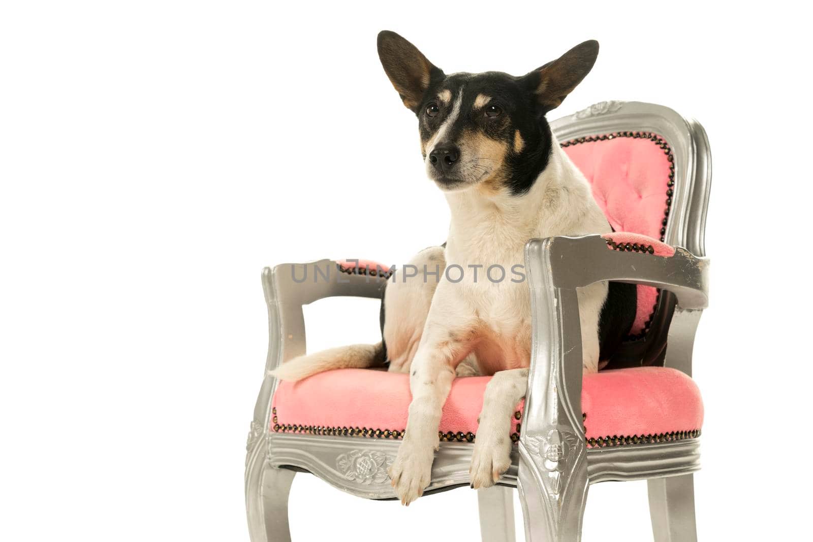 Dutch boerenfox terrier dog sitting in a chair facing the camera isolated on a white background by LeoniekvanderVliet