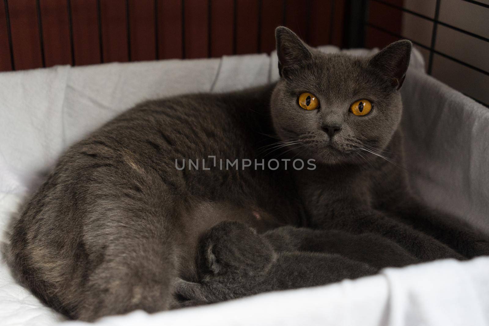 British Shorthair cat, mother, with two kittens in a bench looking at the camera protecting her young