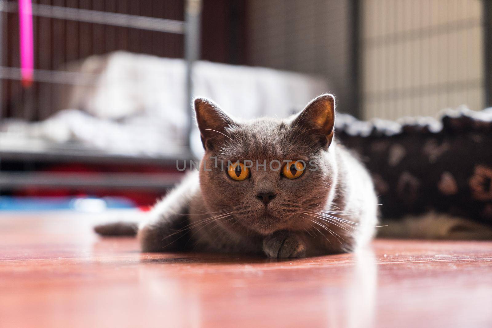 British Shorthair cat, mother, lying on the floor looking at the camera