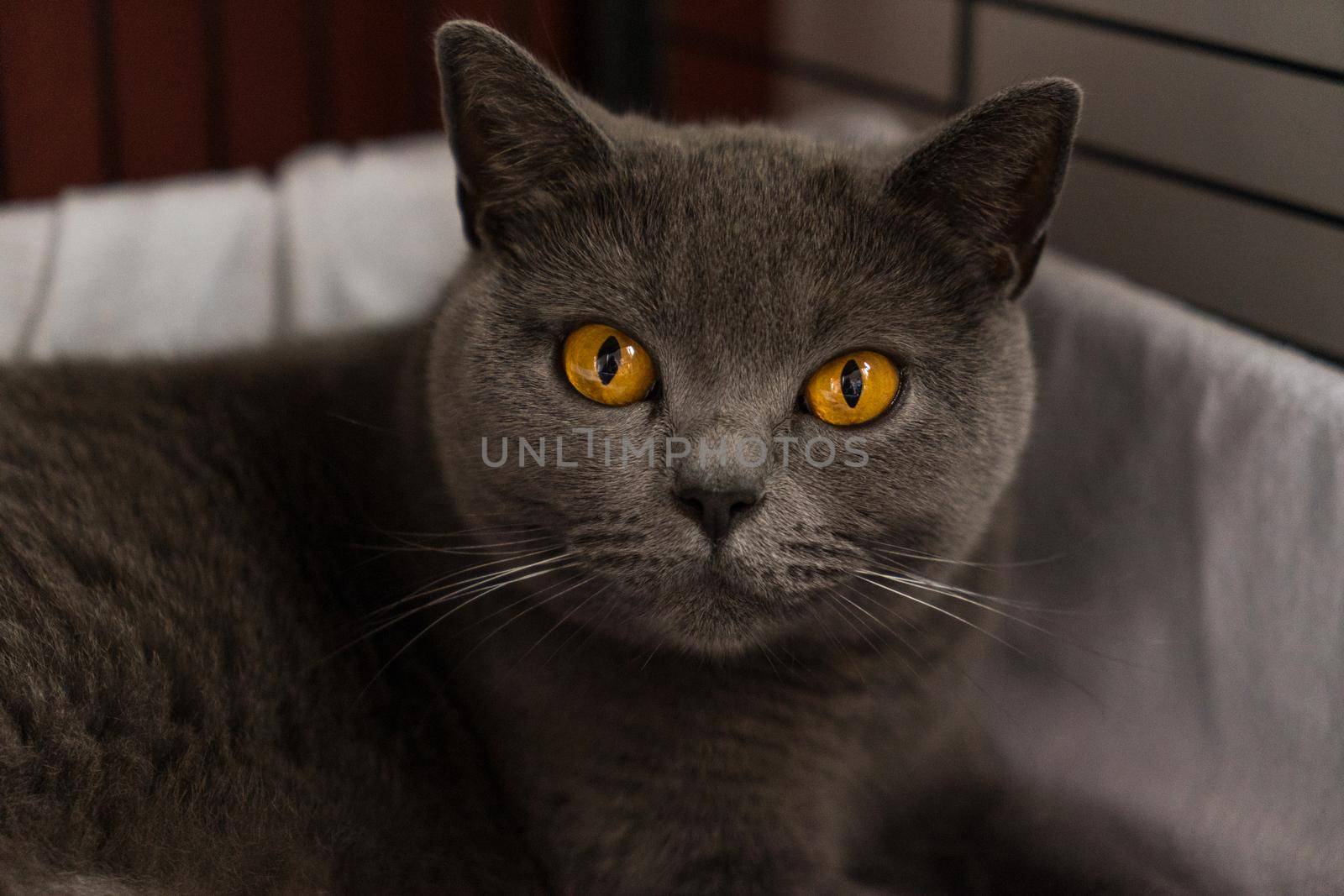 British Shorthair cat in a bench looking at the camera by LeoniekvanderVliet