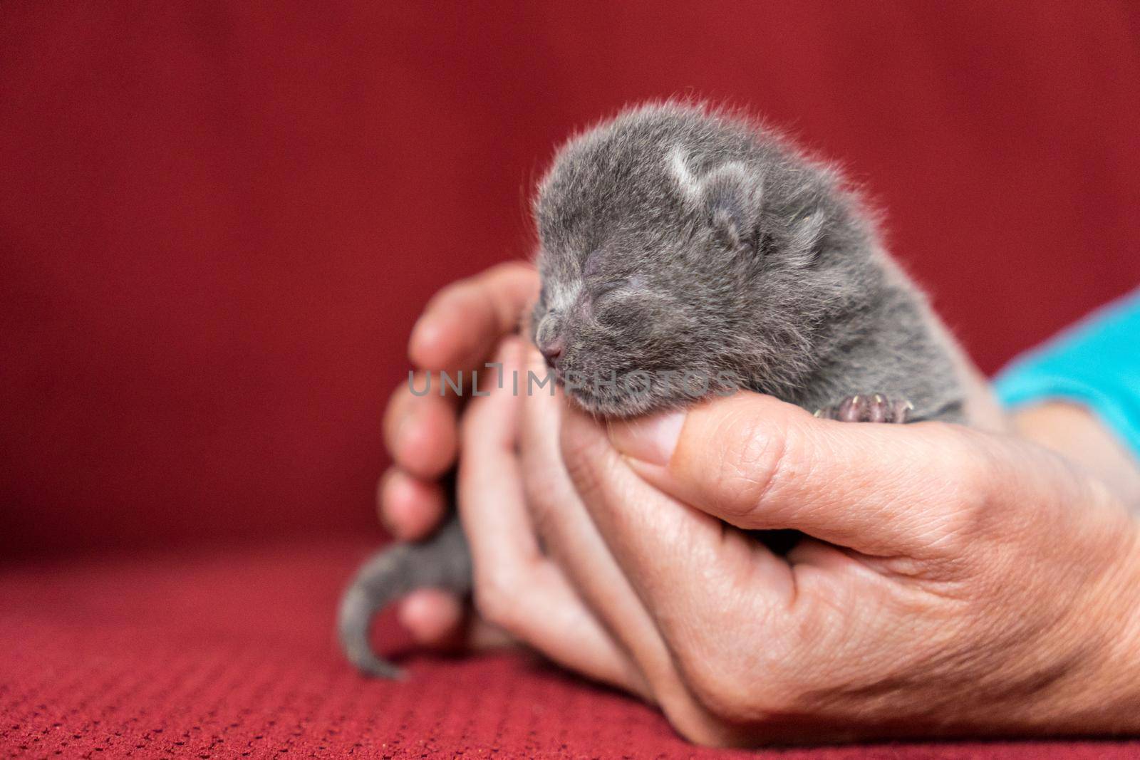 British Shorthair kitten, one or two weeks old, being held in hand with a red back ground by LeoniekvanderVliet