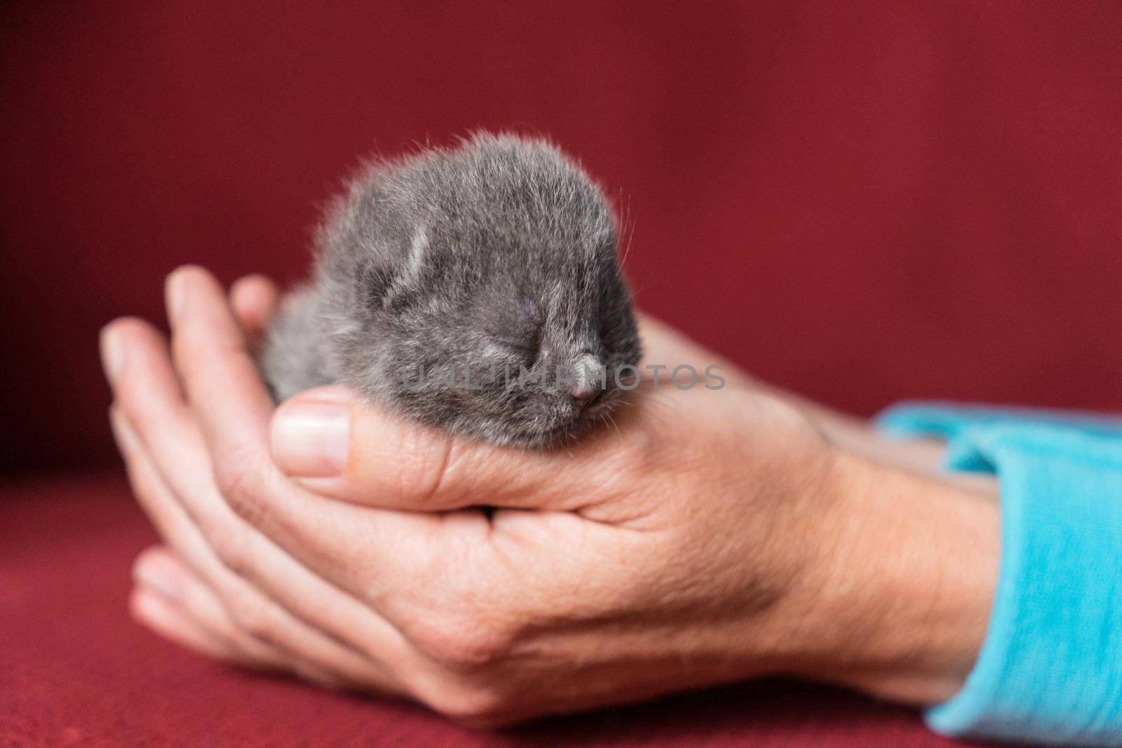 British Shorthair kitten, one or two weeks old, being held in hand with a red back ground by LeoniekvanderVliet