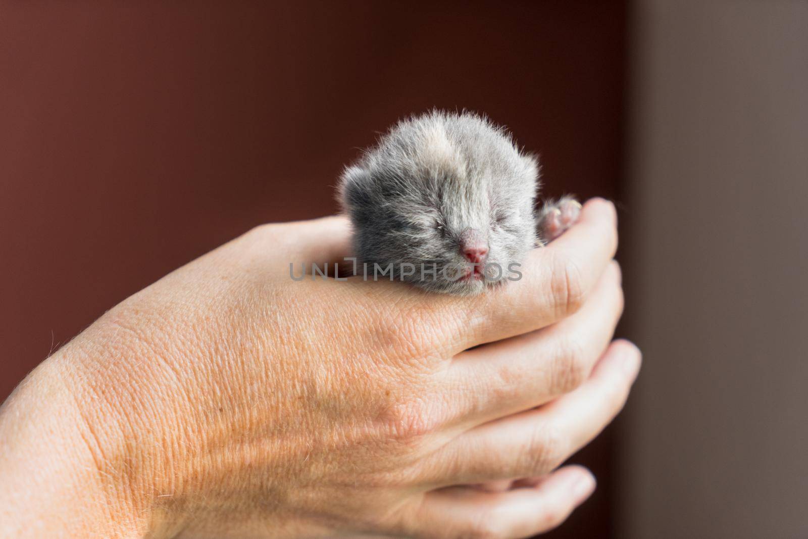 British Shorthair kitten, one or two weeks old, being held in hand with a red back ground by LeoniekvanderVliet