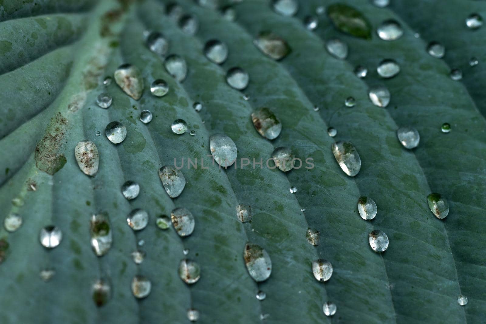 Water Droplets on a Leaf of a hosta plant ( fosta fortunei ) by LeoniekvanderVliet