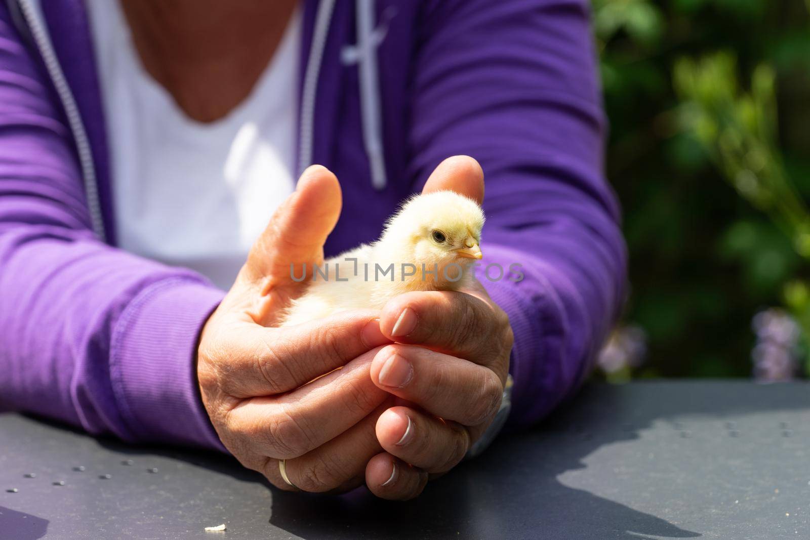 Yellow chick in hands of a woman wearing a purple vest and a white shirt on a grey table by LeoniekvanderVliet