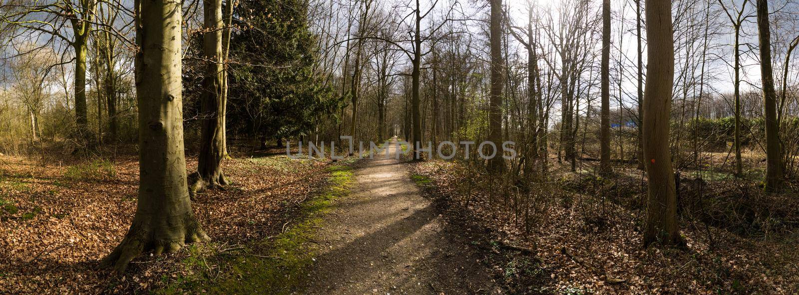 Path in a forest in early spring with sunlight through the trees by LeoniekvanderVliet