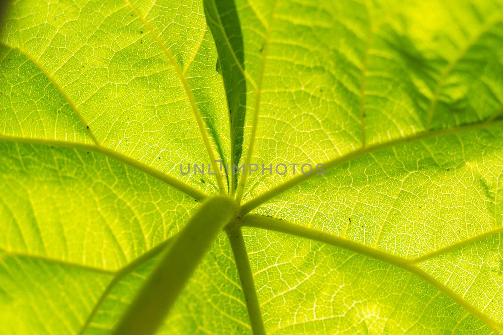 A closeup of a large beautiful leaf of an exotic plant with veins and stem. Sun shining through by LeoniekvanderVliet