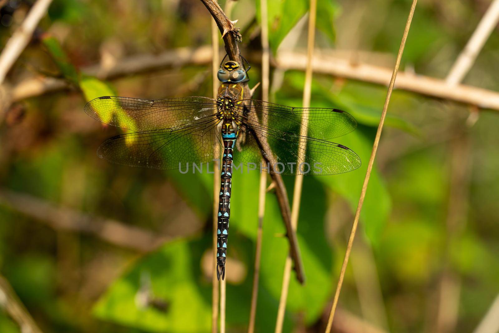 Macro close up of a dragonfly, migrant hawker, green and blue, sitting on a branch of a bramble bush by LeoniekvanderVliet