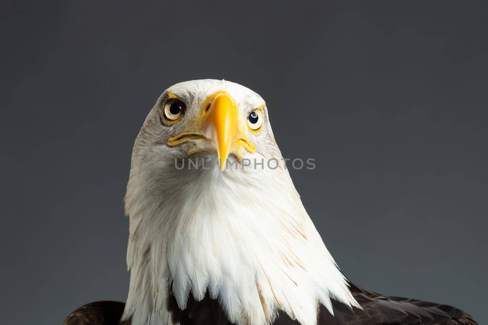 Portrait of the head of an American Bald Eagle ( Haliaeetus Leucocephalus ) seen from below taken in a photo studio Bird of prey predator by LeoniekvanderVliet