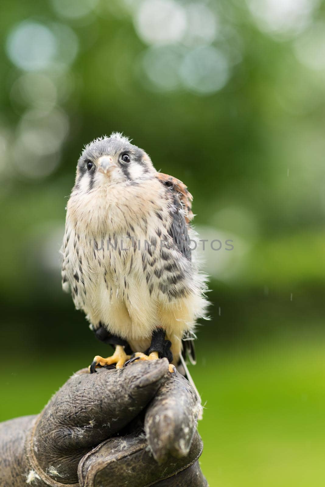 Portrait of a juvenile lanner falcon ( Falco Biarmicus ) sitting on a falconeers glove and hand outside against a green natural background by LeoniekvanderVliet