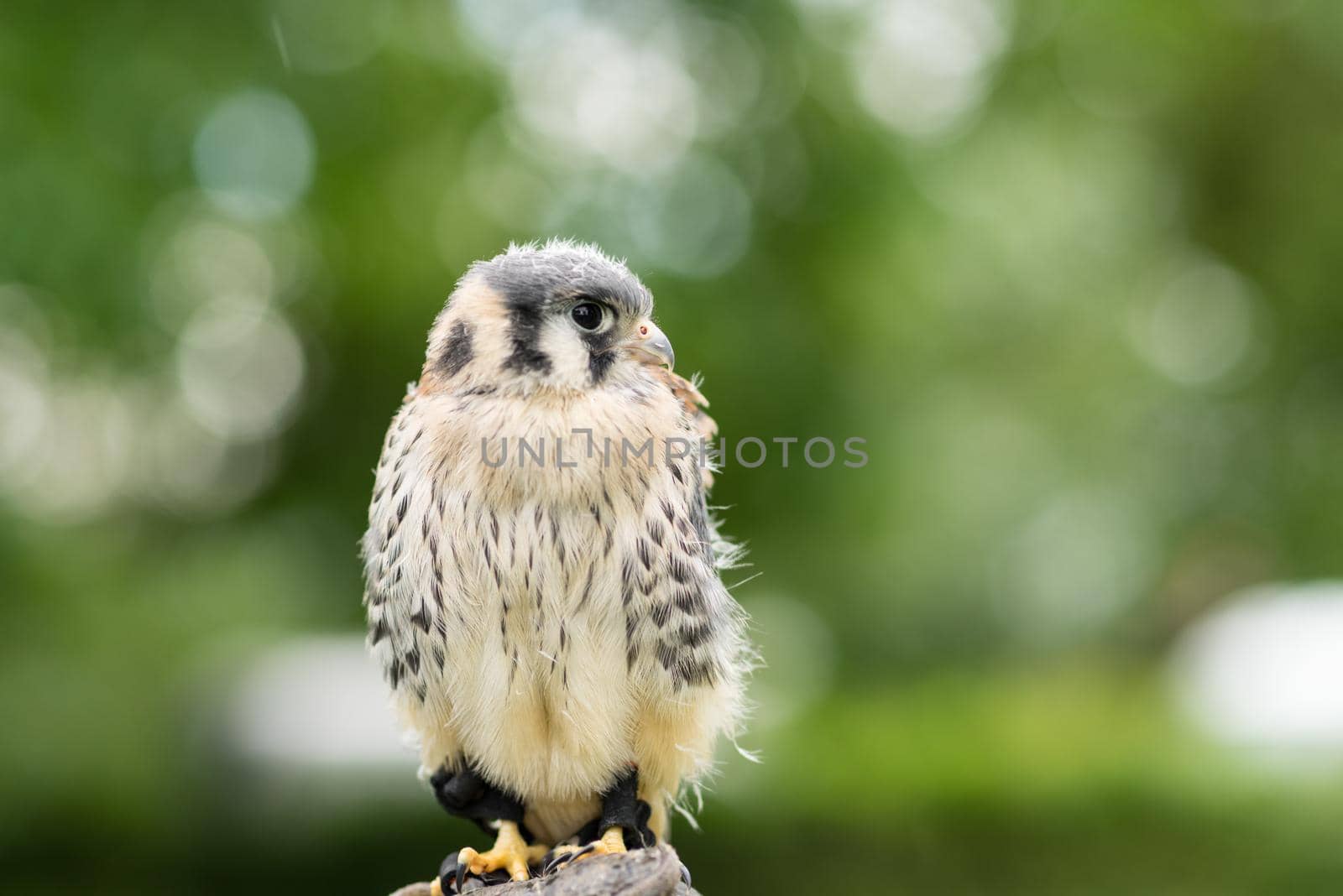 Portrait of a juvenile lanner falcon ( Falco Biarmicus ) sitting on a falconeers glove and hand outside against a green natural background by LeoniekvanderVliet