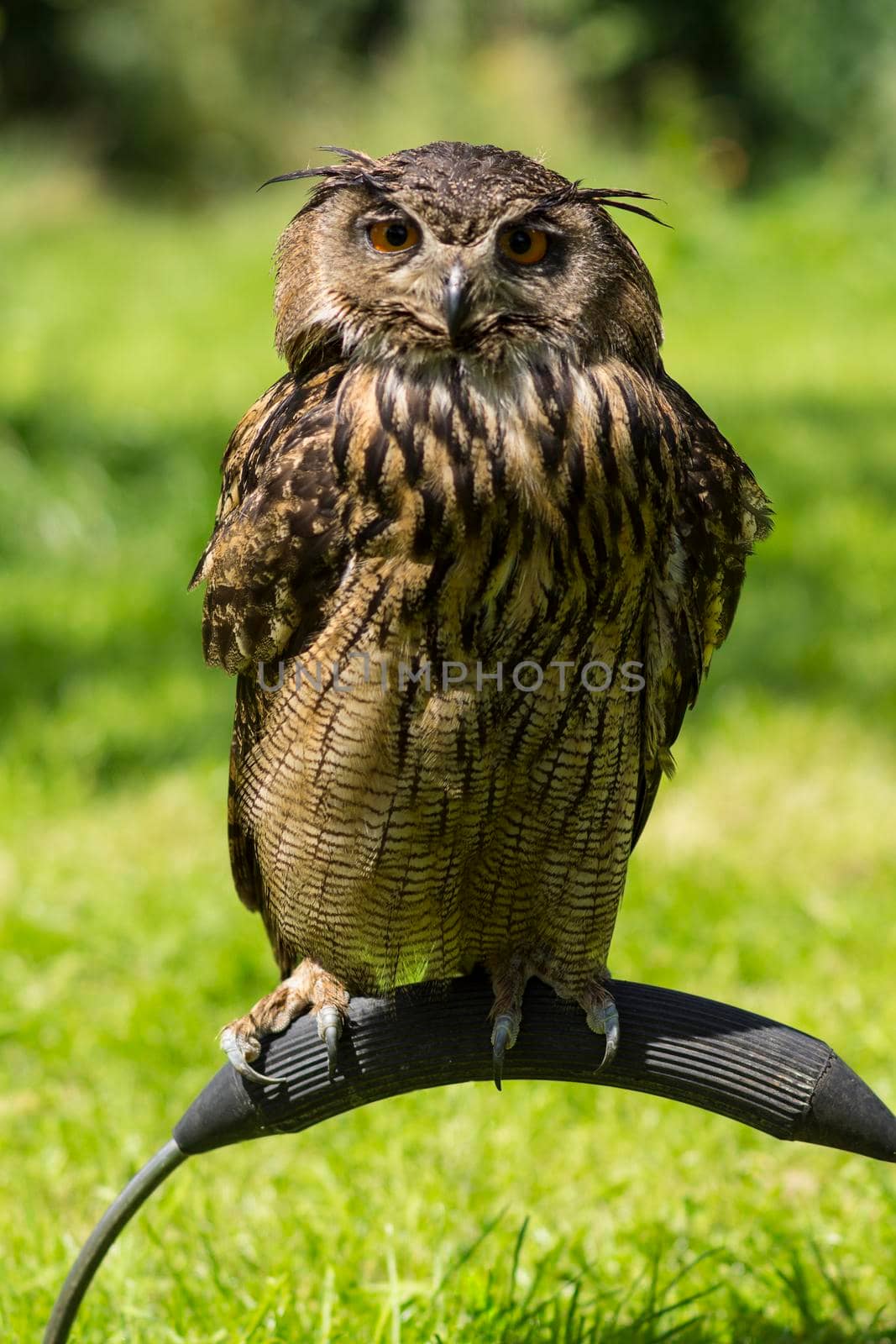 Portrait of a Eurasian eagle-owl  ( Bubo Bubo ) sitting outside in the sun against a green background
