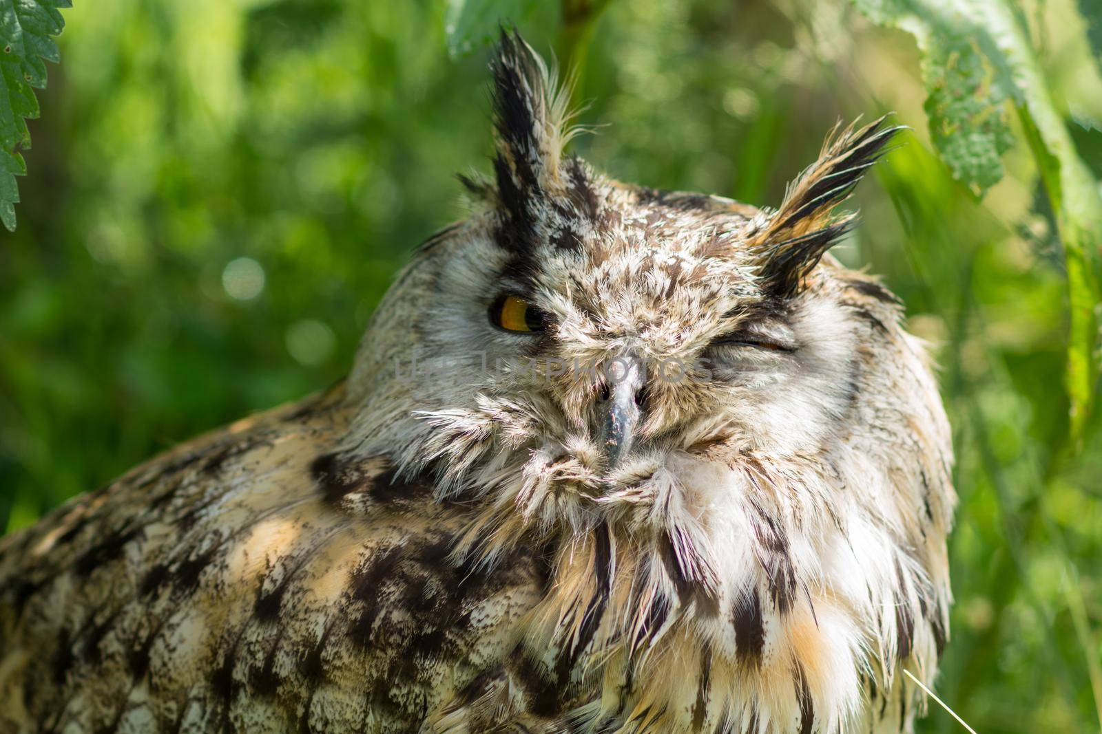 Portrait of a Siberian Eagle Owl ( Bubo Bubo Sibericus ) head with green background outdoors