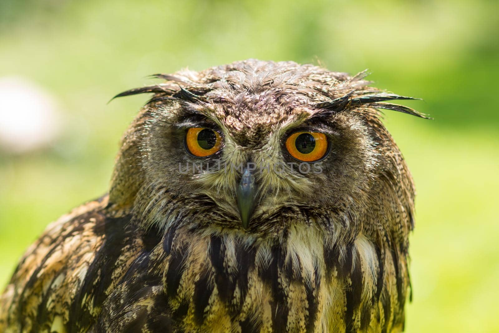 Portrait of a Eurasian eagle-owl  ( Bubo Bubo ) sitting outside in the sun against a green background by LeoniekvanderVliet