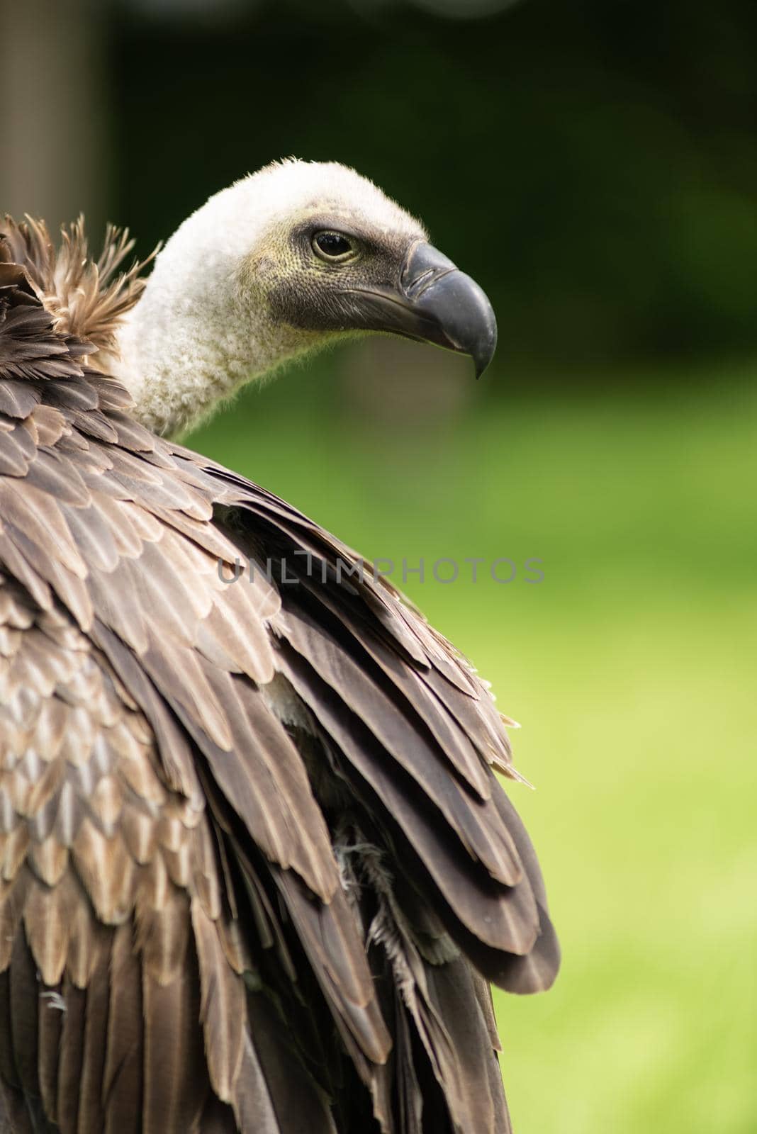 Closeup portrait of a white-backed vulture ( Gyps Africanus ) outdoors with a green background bird of prey