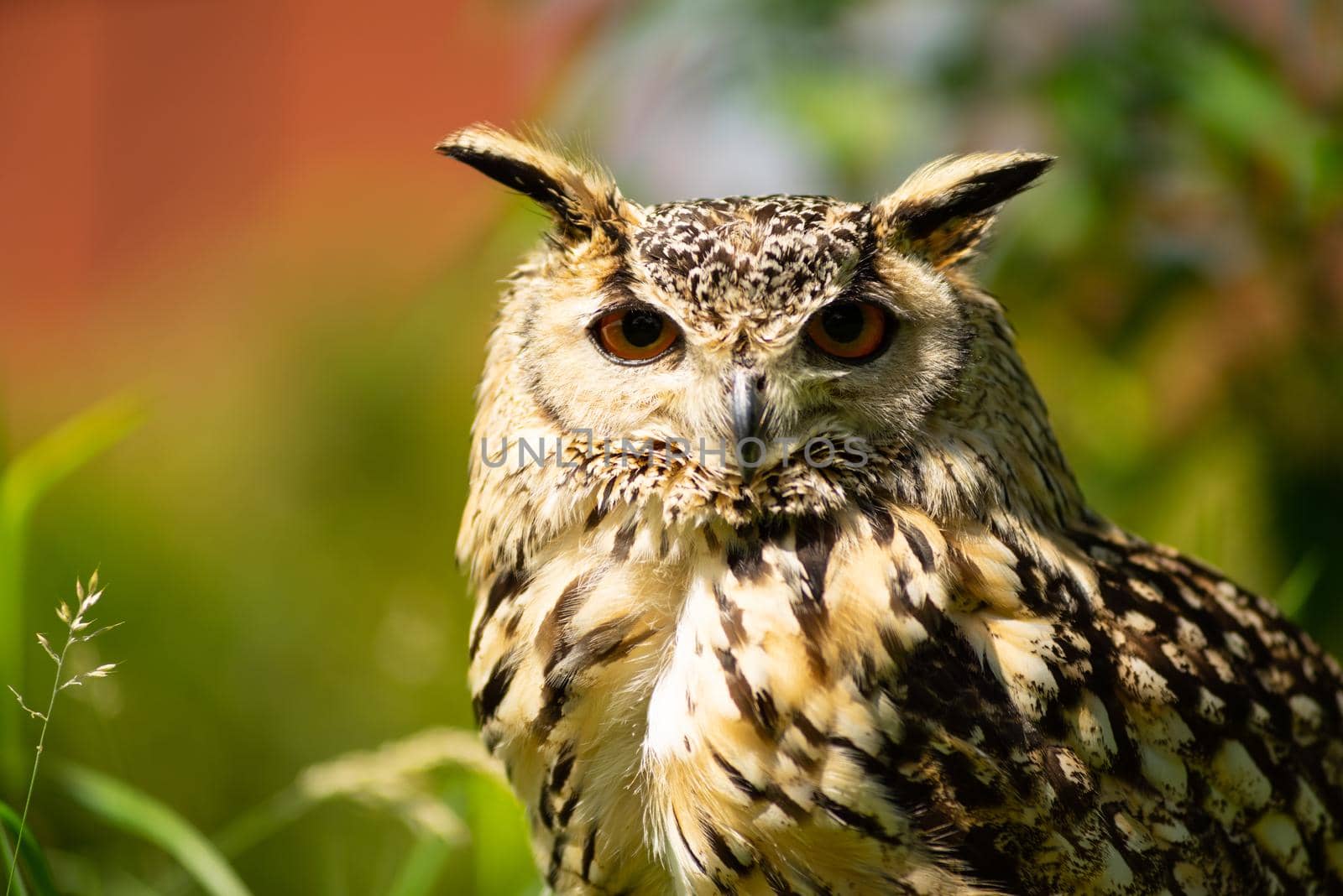 Portrait of a Eurasian eagle-owl  ( Bubo Bubo ) sitting outside in the sun against a green background