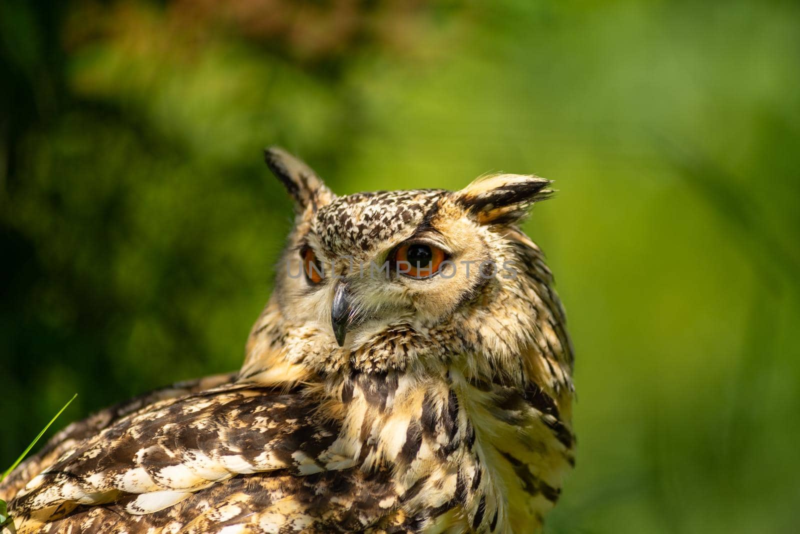 Portrait of a Eurasian eagle-owl  ( Bubo Bubo ) sitting outside in the sun against a green background