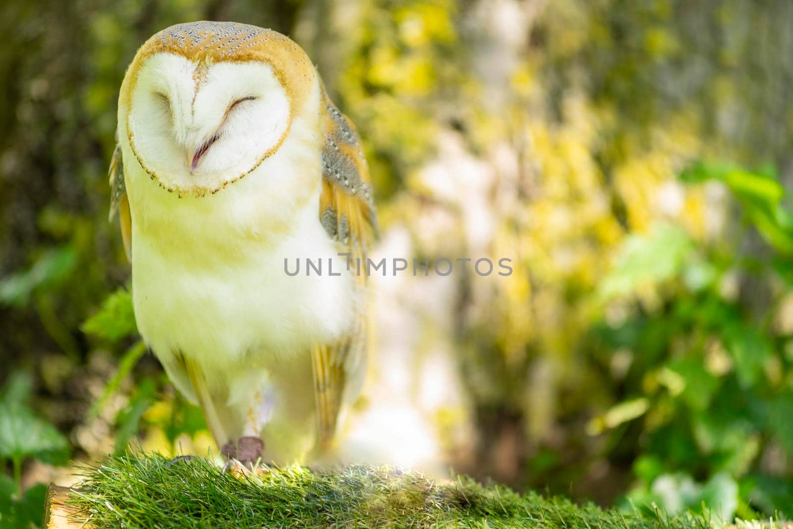 Barn owl  ( Tylo Alba ) with open beak or mouth, portrait against a forest background