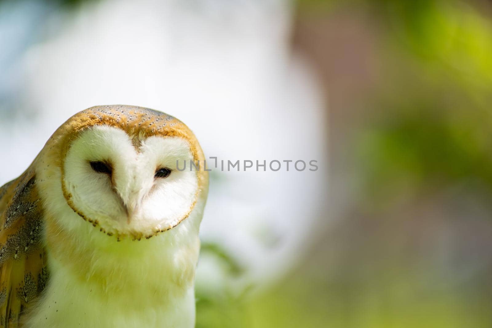 Barn owl ( Tylo Alba )  portrait against a forest background