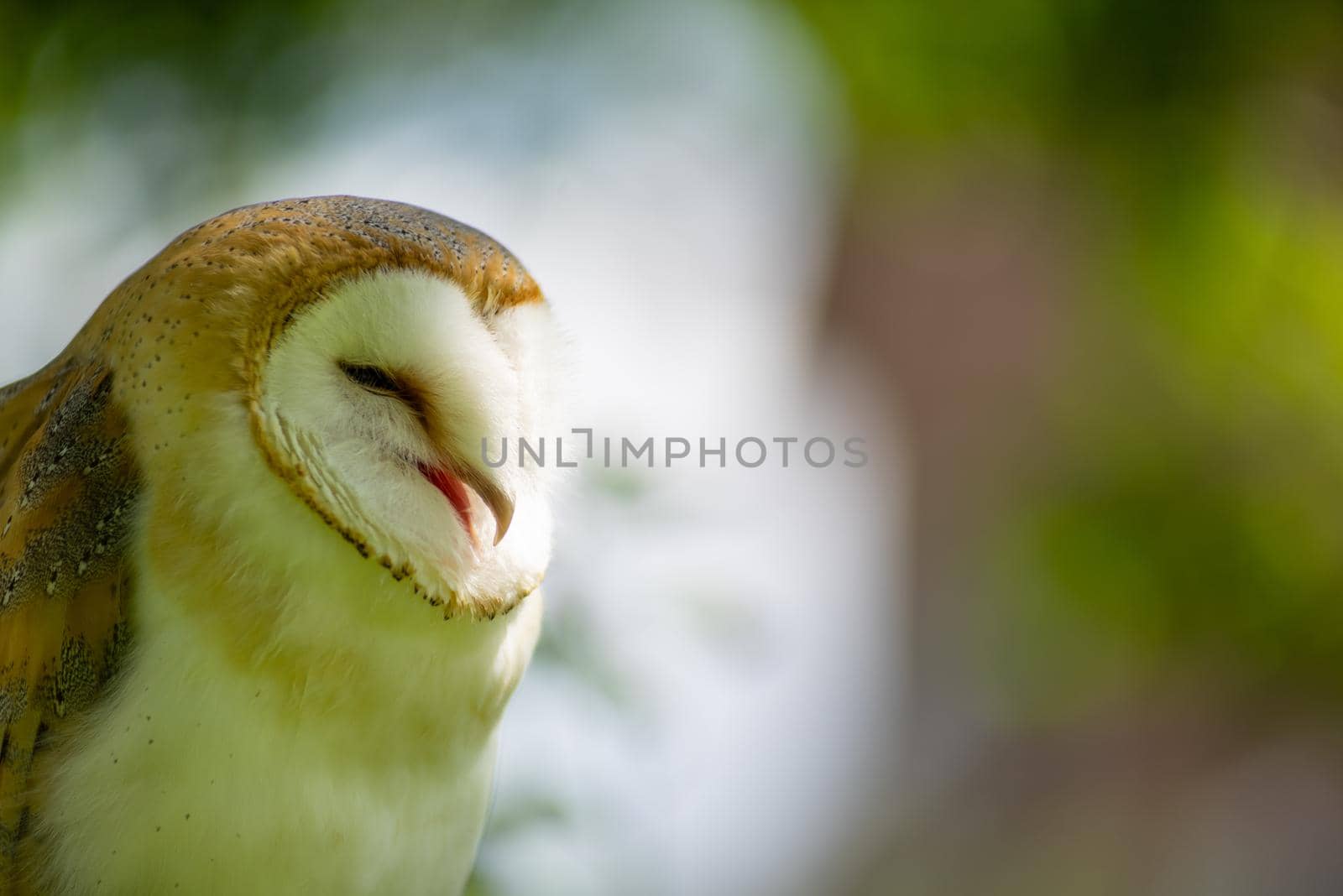 Barn owl  ( Tylo Alba ) with open beak or mouth, portrait against a forest background by LeoniekvanderVliet